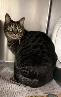 TIGGERS - Photo 1