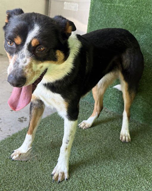 BLUEY - Australian Cattle Dog/Blue Heeler available for adoption