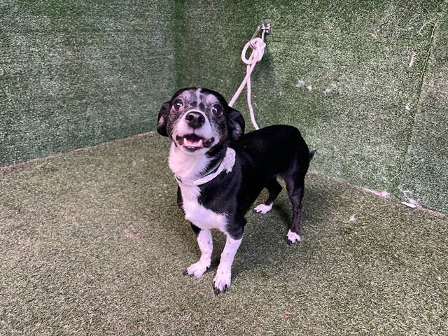 LUCY - Chihuahua available for adoption