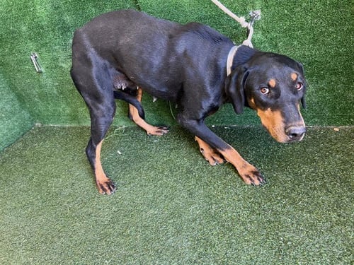 CHAI - Doberman Pinscher available for adoption