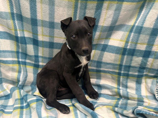 BOSTON - Australian Cattle Dog/Blue Heeler / Pit Bull Terrier available for adoption