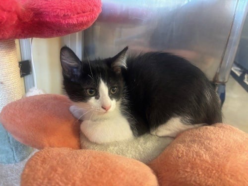 A5807661 - Domestic Short Hair available for adoption