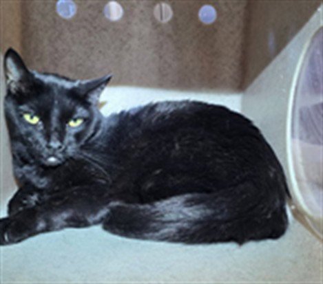 BEASTY - Domestic Medium Hair available for adoption