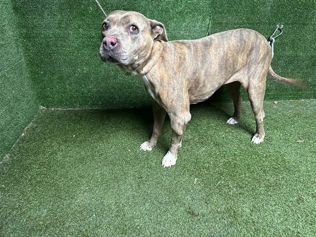 HOLLY - Pit Bull Terrier available for adoption