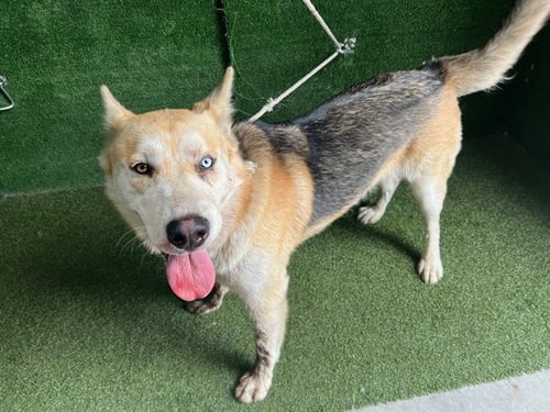 HARVEY - Husky available for adoption