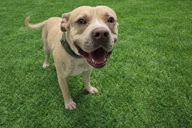 A5754723 - Pit Bull Terrier available for adoption