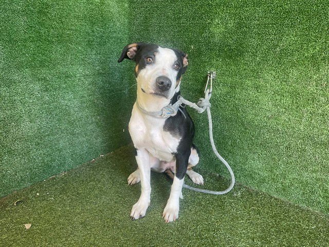 TRINA - Pit Bull Terrier available for adoption