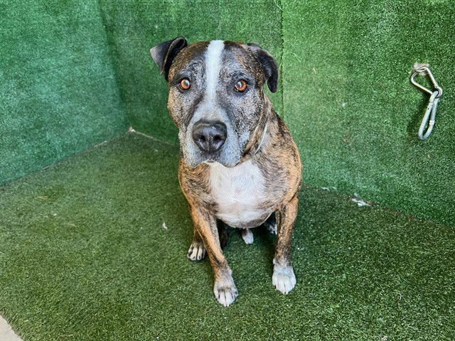 TIGGER - Pit Bull Terrier available for adoption