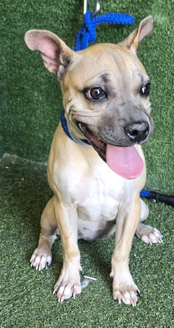 A5804000 - Chinese Shar-Pei available for adoption