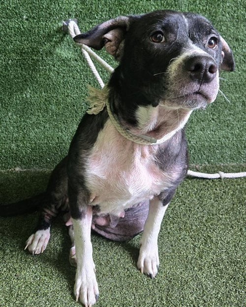 QUEEN - Border Collie / Pit Bull Terrier available for adoption