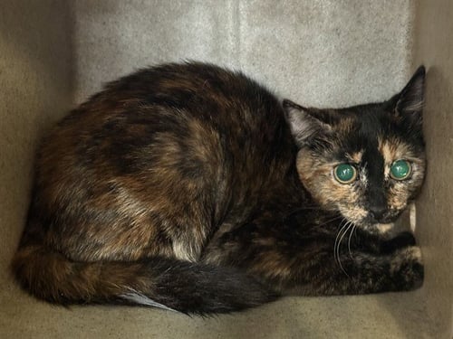 ELVIRA - Domestic Short Hair available for adoption