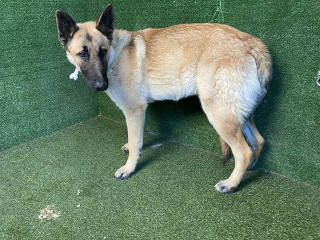 A5754647 - German Shepherd Dog available for adoption