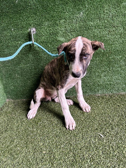 ASH - Pit Bull Terrier available for adoption