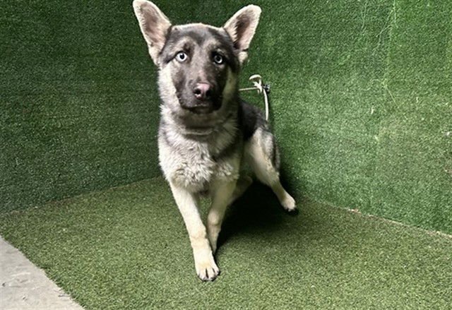 GINA - Siberian Husky / German Shepherd Dog available for adoption