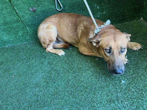 AXEL FOLEY - German Shepherd Dog available for adoption