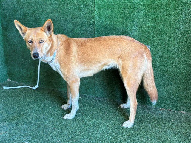 VALENTINA - German Shepherd Dog available for adoption