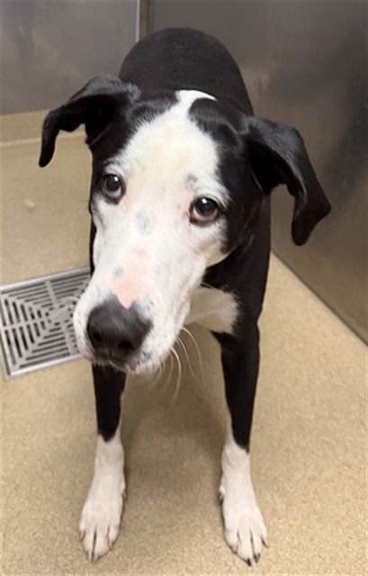 BINGO - Labrador Retriever available for adoption