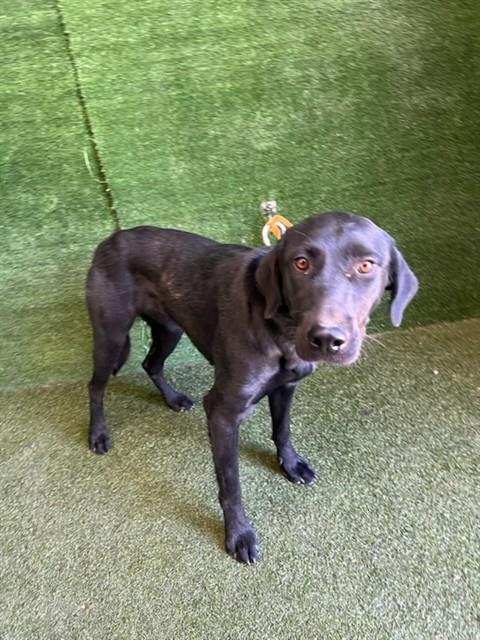 A5803700 - Labrador Retriever available for adoption