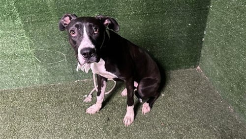 LADY - Pit Bull Terrier available for adoption
