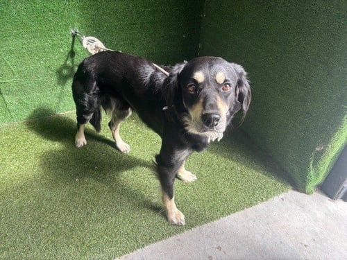 A5805439 - German Shepherd Dog available for adoption