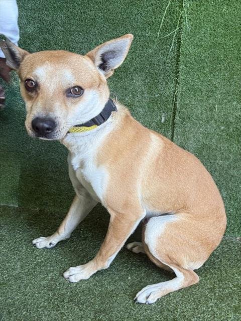 KIWI - Carolina Dog available for adoption