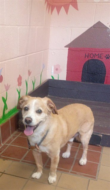 KUMA - Terrier available for adoption
