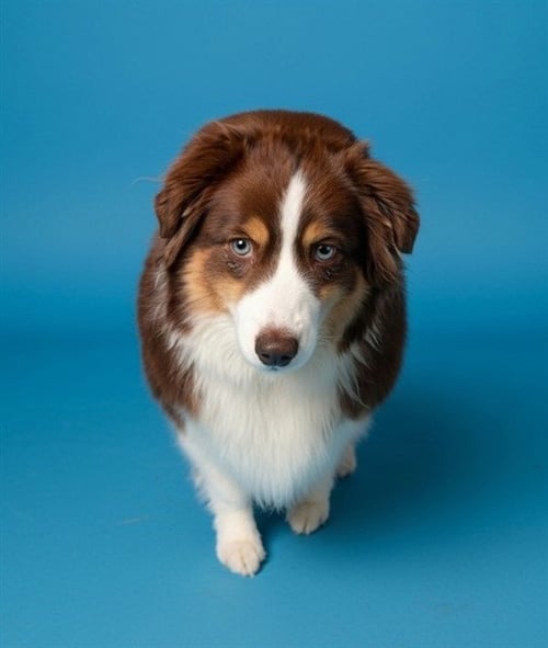 PORTER - Australian Shepherd available for adoption