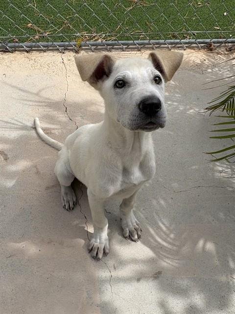 HORATIO - Chinese Shar-Pei / Labrador Retriever available for adoption