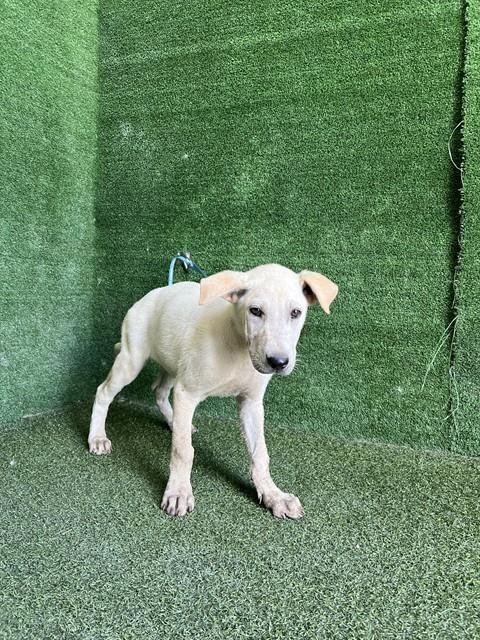 HORATIO - Chinese Shar-Pei / Labrador Retriever available for adoption