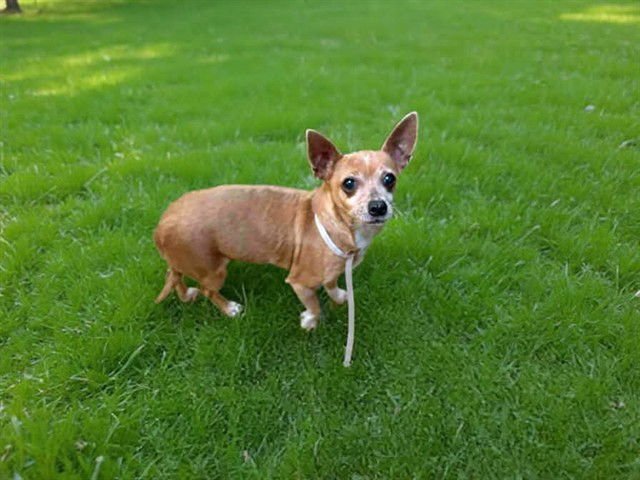 BETSEY - Chihuahua available for adoption