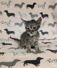 MORDECAI - Photo 1