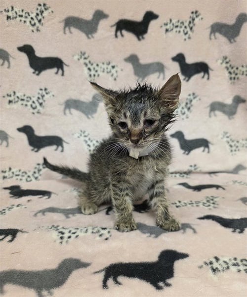 MORDECAI - Domestic Short Hair available for adoption