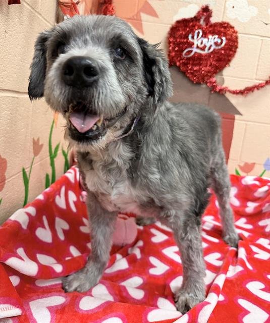 BRITTANY - Terrier available for adoption