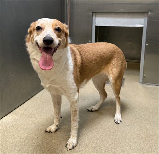 MADGE - Australian Cattle Dog/Blue Heeler available for adoption