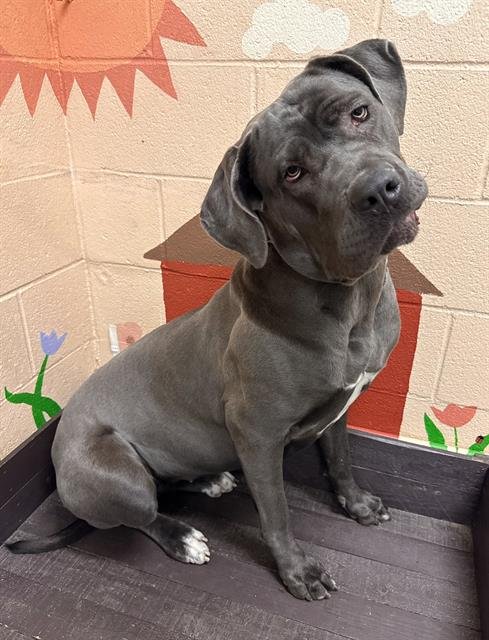 LUCY - Cane Corso Mastiff available for adoption