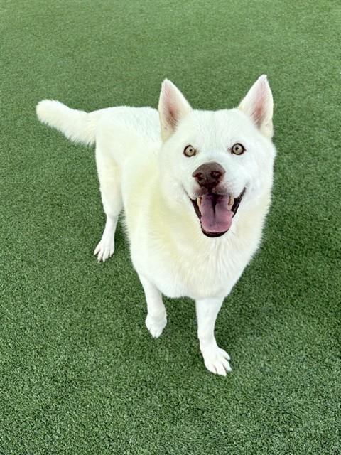 PHILLIP - Siberian Husky available for adoption