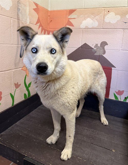 KEYTO - Siberian Husky available for adoption