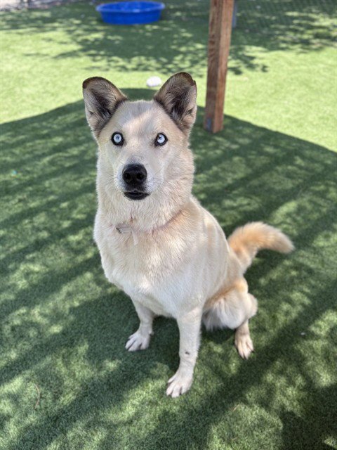 KEYTO - Siberian Husky available for adoption