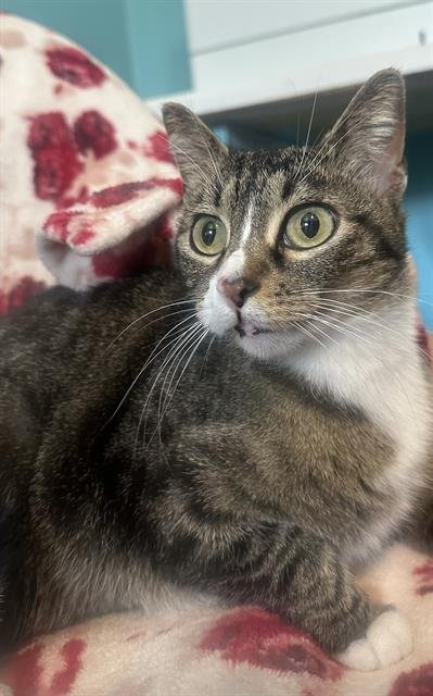 ISIS - Domestic Short Hair available for adoption