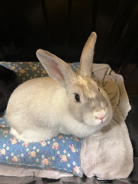 BLAIR - Shorthaired Rabbit available for adoption