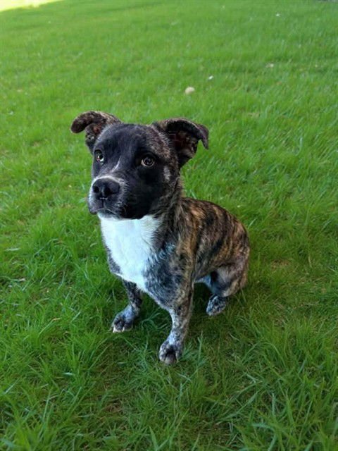 KANEKI - Pit Bull Terrier available for adoption