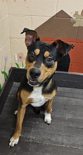 TIGGER - Rottweiler available for adoption