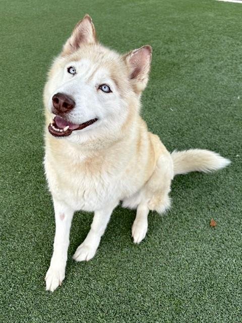 ATHENA - Husky available for adoption