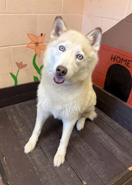 ATHENA - Husky available for adoption