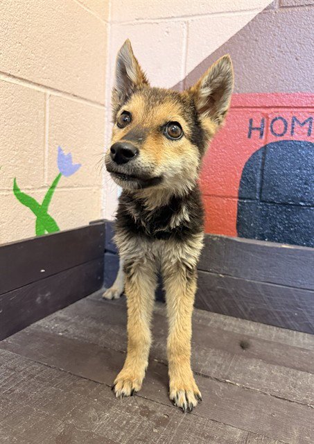 DARLA - German Shepherd Dog available for adoption