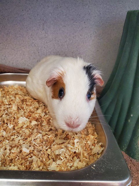 SPONGEBOB - Guinea Pig available for adoption