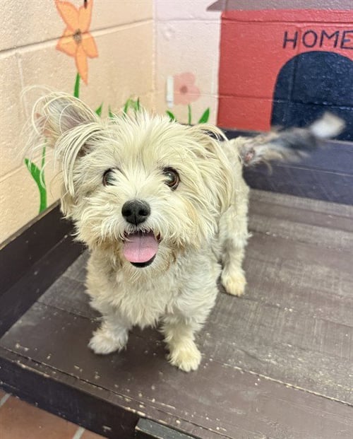 BELLA - Lhasa Apso available for adoption