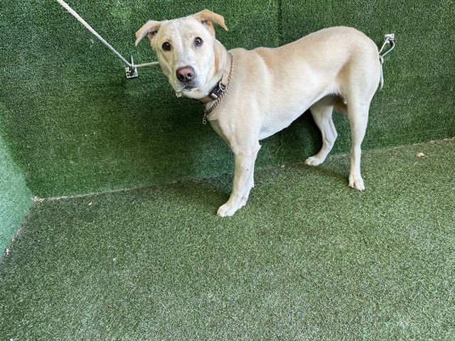 GLEN - Labrador Retriever available for adoption