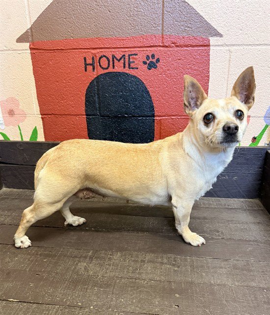 LUNA Image