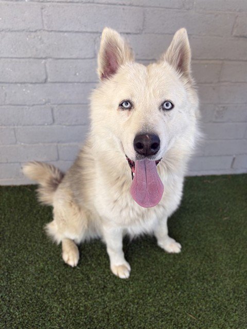 CLYDE - Husky available for adoption